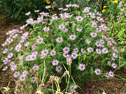 Monarda fistulosa